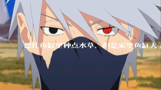 想往鱼缸里种点水草，但是家里鱼缸大了买水草泥或者底砂太贵了，有没有生活中可以替代的物品或其他建议？